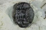 Wide, Enrolled Eldredgeops Trilobite With Brachs - Ohio #133585-2